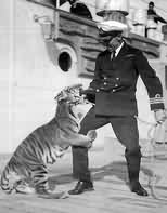 Cdr Pakenham with the Tiger 